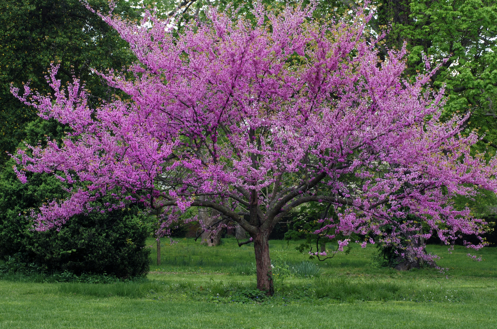 A tree with spreading branches covered in bright pink blossoms stands in a grassy area with green foliage in the background.