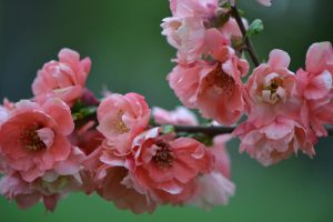 Close-up of a Chaenomeles 'Winter Cheer' Flowering Quince branch with pink flowers blooming against a blurred green background.