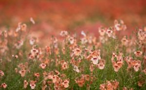A field of vibrant Diascia 'Red' flowers in bloom, with lush green leaves, brings lively color to any space. Perfect for adding a cheerful touch in a 6" pot.