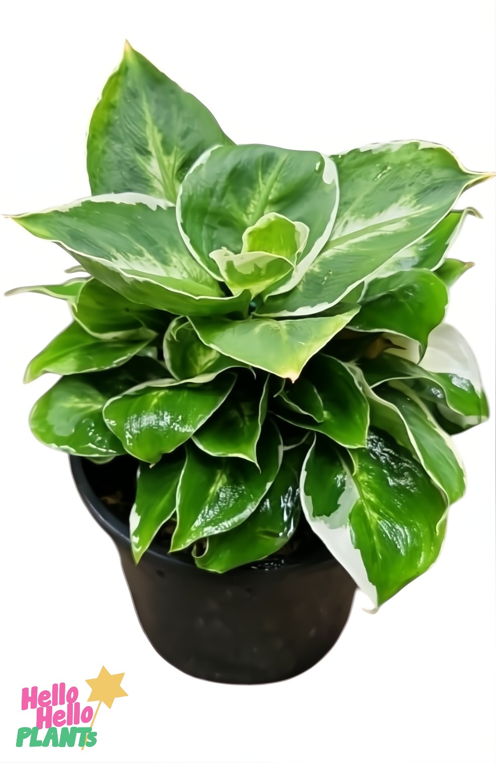 A Dieffenbachia 'Cool Beauty' Dumb Cane in a 5" pot, featuring broad green and white variegated leaves, is displayed against a white background.