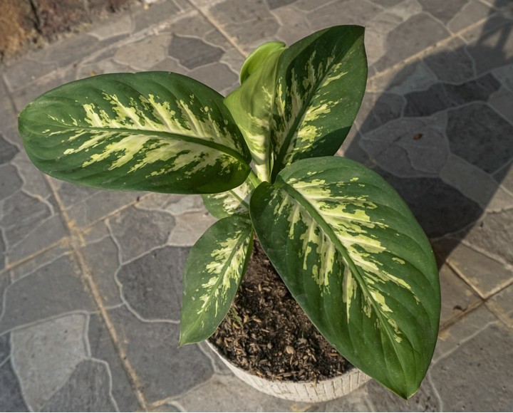 Potted plant with large green leaves featuring light green stripes, placed on a stone-tiled surface.