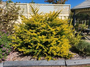 A Duranta 'Green and Gold' 6" Pot with dense yellow flowers grows in a garden bed by a curb, in front of a cream-colored fence and near a gazebo.