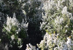 Dense bushes of Erica 'Winter Heath' White in bloom, covered with numerous small white flowers and green foliage visible among the clusters under natural daylight.