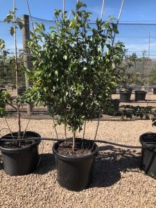 A medium-sized Prunus 'Plum' Espalier (Fan Shaped) in a 20" black plastic pot sits outdoors on gravel, with other potted plants and netted fencing visible in the background.