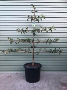 A Pyrus 'Packham Triumph' Pear in a 16" pot, espaliered with horizontal branches, is neatly placed before a metal roller door.