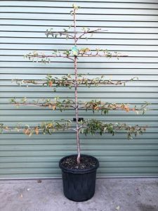 A Prunus 'Cherry' Espalier (Fan Shaped) in a 20" pot, with sparse leaves, is trained to grow horizontally in tiers against a green metal wall.