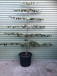 A Cydonia 'Pineapple Quince' in a 7" pot, trained with horizontal espalier branches, is displayed on concrete before a green metal garage door.