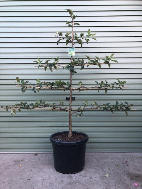 A Pyrus 'Packham Triumph' Pear in a 16" pot, espaliered with horizontal branches, is neatly placed before a metal roller door.