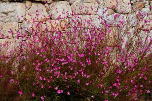 Small pink flowers with thin stems grow densely in front of a rough stone wall.