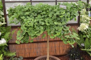 A potted ginkgo biloba tree with dense, fan-shaped green leaves is displayed indoors near a bamboo screen and surrounded by other plants.