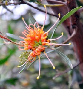 Close-up of a Grevillea 'Soopa Doopa' 6" Pot flower, highlighting its long, slender orange petals with vibrant green leaves in the background.
