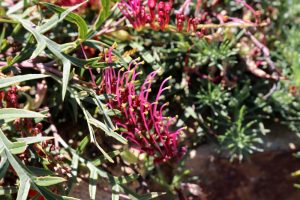 Close-up of a Grevillea 'Bronze Rambler' plant, highlighting its narrow, spiky green leaves and clusters of pink, tubular flowers.
