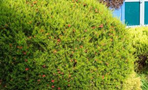 The Grevillea 'Red Leaved Grevillea' in its 6" pot showcases lush green foliage with small red berries, creating a captivating contrast against the blue building and windows.