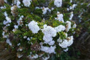Clusters of small white flowers bloom on the Hebe 'Red Edge', a green shrub with dense, spiky leaves. Available in a 6" pot.