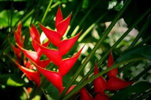 In a sunlit garden, the bright red flowers of Heliconia 'Red Christmas' showcase their pointed petals amid lush green leaves.
