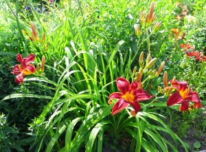 Hemerocallis 'On and On' Day Lily features bright red petals with yellow centers, green leaves, and buds. Thriving in sunlight, it's perfect for growing in a 6" pot.