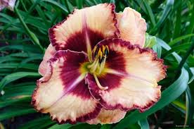 A close-up of Hemerocallis 'Lies and Lipstick' Day Lily in a 6" pot, showcasing cream petals with a dark maroon center and ruffled edges—an ideal choice to brighten your garden against a backdrop of green leaves.