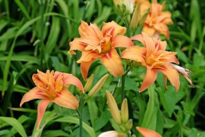 The Hemerocallis 'Stella Rouge' Day Lily in a 6" pot showcases vibrant orange daylilies with multiple blooms and buds against lush green leaves, embodying the beauty of the Day Lily family.