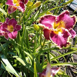 Several Hemerocallis 'Lies and Lipstick' daylilies with purple petals, yellow centers, and ruffled edges bloom among long green leaves—ideal for brightening any space or growing in a 6" pot.