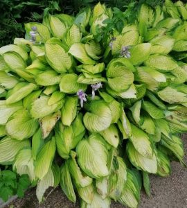 A cluster of green and yellow Hosta 'Purple and Gold' leaves with a few small purple flowers in a 6" pot.