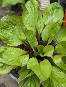 A close-up of a potted Hosta 'Lemon Snap' 6" plant displaying broad, light green leaves with striking dark red central veins.