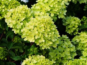 A close-up captures a cluster of light green Hydrangea 'Hercules' 8" Pot flowers, elegantly surrounded by lush green leaves.