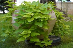 A Treasure Island ‘Makatea’ 6" Pot, reminiscent of a treasure chest, cradles vibrant green leaves spilling gracefully over its sides on a grassy lawn.