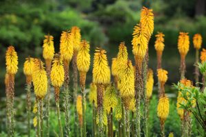 Bright yellow Kniphofia sweet corn torch lily blooms with tall spikes stand out amid green foliage in a 6" pot. Add vibrant color to your garden—shop the Growers Flash Sale for this stunning variety!.