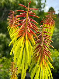 Kniphofia 'Sweet Corn' in a 6" pot features tall, upright flower spikes with yellow and orange tubular petals, creating a striking contrast against lush green foliage.