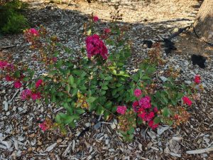 The Lagerstroemia 'Dwarf Red' Miniature Crepe Myrtle in a 6" pot is celebrated for its striking blooms and lush foliage, thriving in garden beds with wood chip mulch.