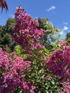 Close-up of vibrant Lagerstroemia 'Pinky Pink™' Crepe Myrtle flowers in a 6" pot, with lush green leaves against a clear blue sky and distant trees.