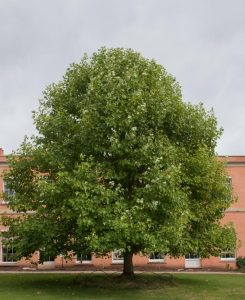 In front of a brick building with multiple windows, the large leafy Liriodendron 'Tulip Tree' stands gracefully, its branches swaying gently, adding a touch of nature to the scene as the sky remains overcast.