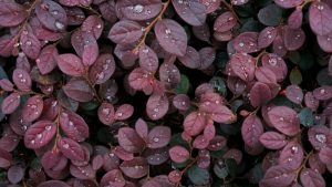 Close-up of dark red leaves covered with water droplets.