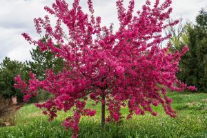 A small tree with dense branches is covered in bright pink blossoms, standing in a green grassy area with other trees in the background.