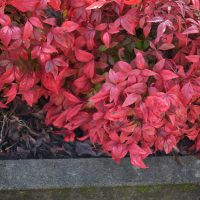 Red leaves of a Nandina 'Twilight' 6" Pot shrub grow beside a concrete border, with dry leaves and soil visible on the ground.