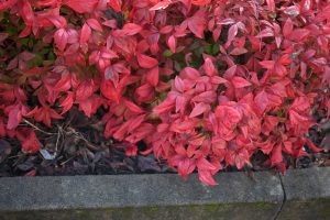 Red leaves of a Nandina 'Twilight' 6" Pot shrub grow beside a concrete border, with dry leaves and soil visible on the ground.