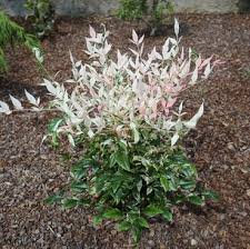 The Nandina 'Firepower' 8" Pot thrives beautifully in mulch, featuring vibrant green and white variegated leaves.