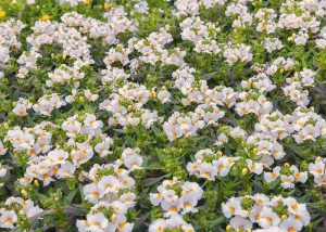 A field of white flowers with yellow centers and green foliage resembles a natural tapestry, similar to finding a Nemesia 'Plums and Custard' 6" Pot.