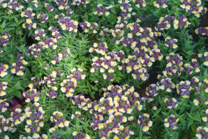Purple and yellow flowers with green leaves densely covering the ground.