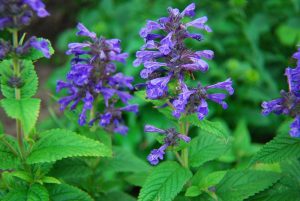 Nepeta 'Walkers Blue' Catmint (Copy), with its purple tubular flowers and serrated green leaves, thrives beautifully when planted in a garden setting.