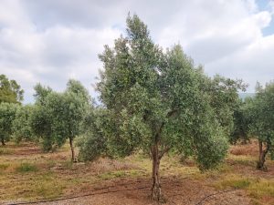 A single olive tree stands in the foreground of an olive grove under a partly cloudy sky.