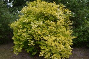 The Philadelphus 'Golden Mock Orange' in an 8" pot is a large green and yellow bush featuring small white blooms, perfectly suited for garden greenery.