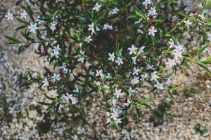 The Philotheca 'Profusion' Waxflower, characterized by numerous small white flowers and pink buds, thrives in a gravel-covered area.