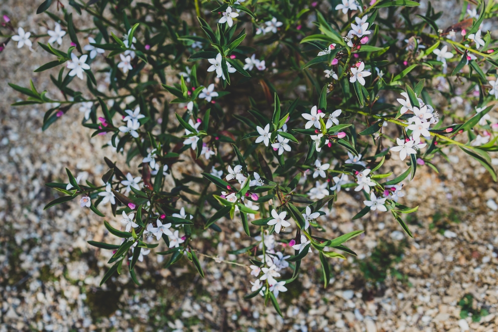 The Philotheca 'Profusion' Waxflower, characterized by numerous small white flowers and pink buds, thrives in a gravel-covered area.
