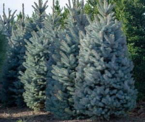 A row of Picea 'Sky Blue' Spruce trees, each flourishing with dense blue-green needles in a 10" pot.