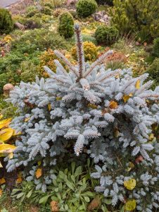A Picea 'Montgomery' Dwarf Blue Spruce 16" Pot, with silvery-blue needles, is featured among green plants and small shrubs in a garden.