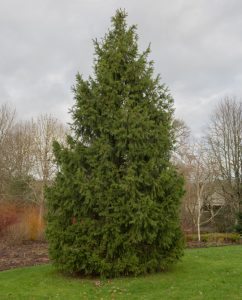 A Picea 'Himalayan Spruce' 16" Pot stands on a green lawn, framed by leafless deciduous trees and a cloudy sky.