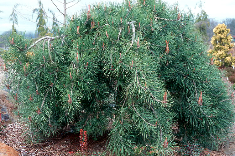Pinus 'Weeping Red Pine' is a dense, weeping pine with long, drooping green needles that thrives in landscaped gardens. Sold in a 12" pot.