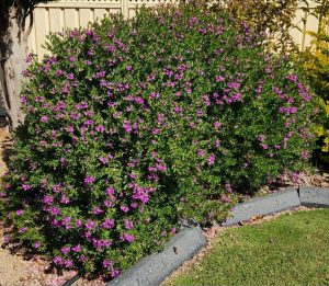 Large, dense green shrub with small purple flowers growing in a garden bed bordered by concrete edging, with a lawn and gravel visible nearby.