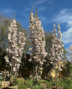 Tall, narrow trees with clusters of pale pink blossoms stand in a garden under a blue sky with scattered clouds.